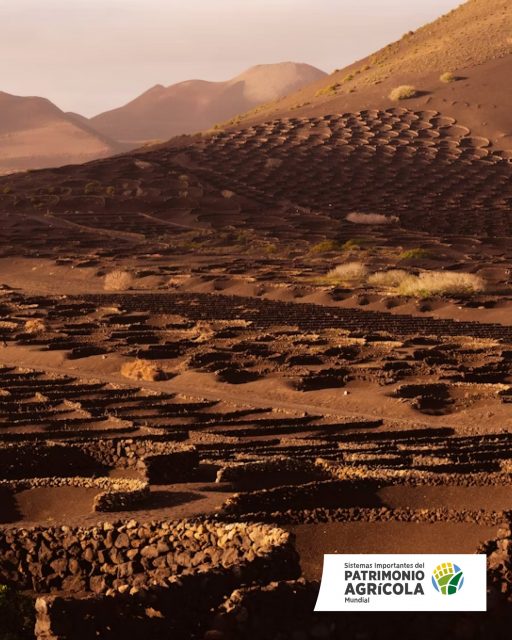 🌍 ¿Qué es GIAHS?
Es un programa de la FAO que reconoce y protege los sistemas agrícolas más únicos del planeta.
🌱 Por su biodiversidad y sostenibilidad
👩‍🌾 Por su valor cultural y social
🌋 Por su resiliencia frente a entornos extremos
✨ Desde 2025, Lanzarote (La Geria y el Jable) forma parte de esta lista internacional, un homenaje a la capacidad de nuestros agricultores para transformar la ceniza volcánica en vida y futuro.