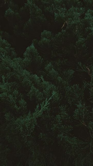 📊 En 2021, los tubérculos (papa y batata) sumaban 185 hectáreas en Lanzarote, siendo uno de los cultivos principales tras la vid y las hortalizas.
🌱 La batata de Lanzarote no es como las demás: crece en suelo volcánico y jables, lo que le da más dulzor, suavidad y un color único.
🍠 Ahora se está trabajando para lograr la Denominación de Origen Protegida (DOP), que asegurará su autenticidad y protegerá a nuestros agricultores.
👉 En APROLAN defendemos este reconocimiento como garantía de futuro para el campo lanzaroteño.