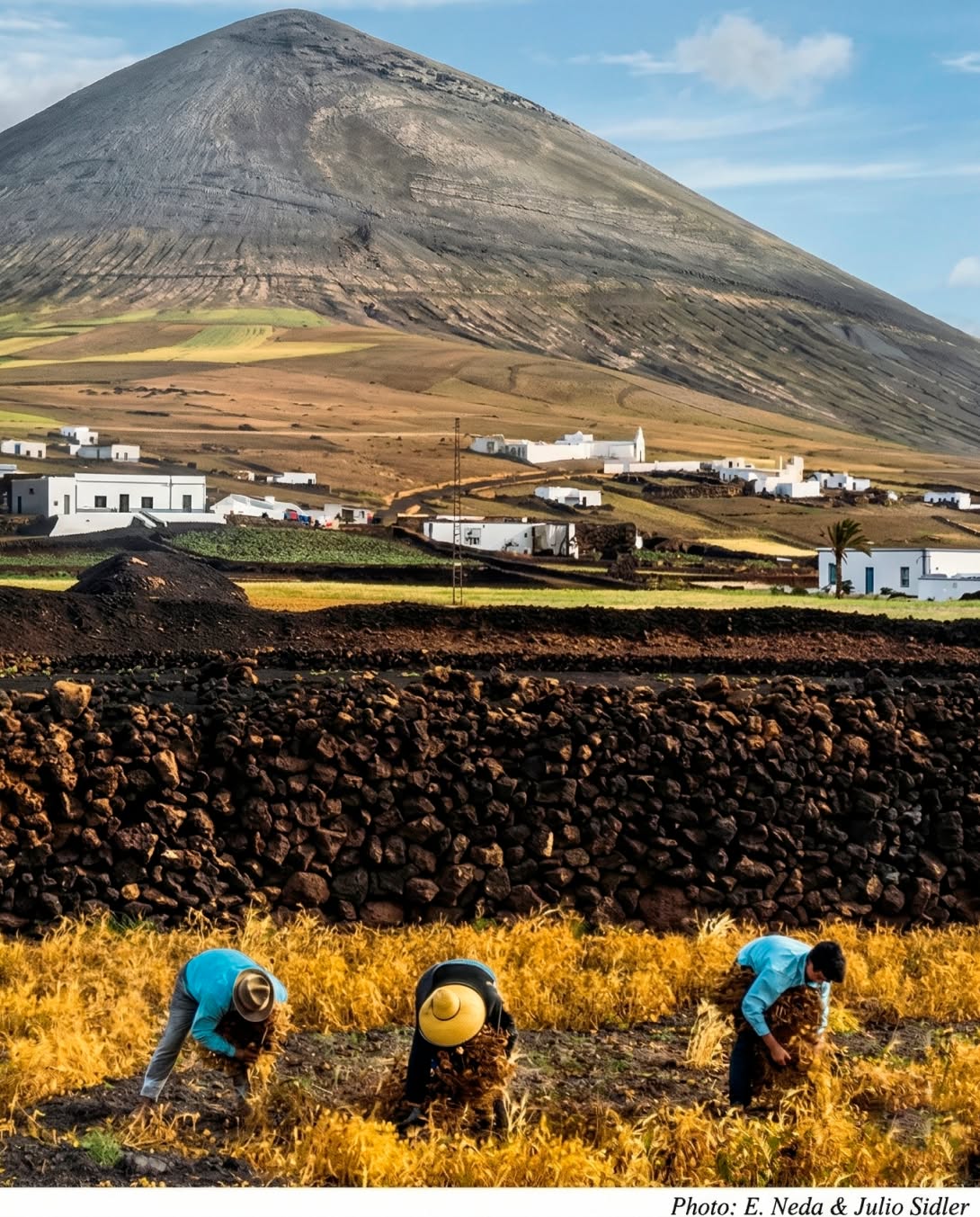 🌾 Una escena que habla de esfuerzo, oficio y memoria. 
Mujeres del campo que forman parte de la historia agrícola de Lanzarote.
Imagen extraida de una postal de los años 70, tratada para mejorar la calidad.