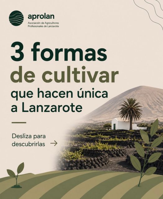 🌱 Cultivar en Lanzarote significa adaptarse a un territorio único.
Generación tras generación, la agricultura ha sabido aprovechar las condiciones de la isla, transformando un entorno volcánico y árido en un paisaje productivo y lleno de vida.
Una actividad que va mucho más allá de producir alimentos: también contribuye a conservar nuestro paisaje, nuestra biodiversidad y nuestro patrimonio agrícola. 🌿
Desde Aprolan seguimos trabajando para apoyar y poner en valor a quienes hacen posible la agricultura de Lanzarote.
#Aprolan #Agricultura #Lanzarote #SectorPrimario #AgriculturaLocal